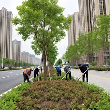 BB贝博艾弗森官网 安阳市政绿化树木品种大全